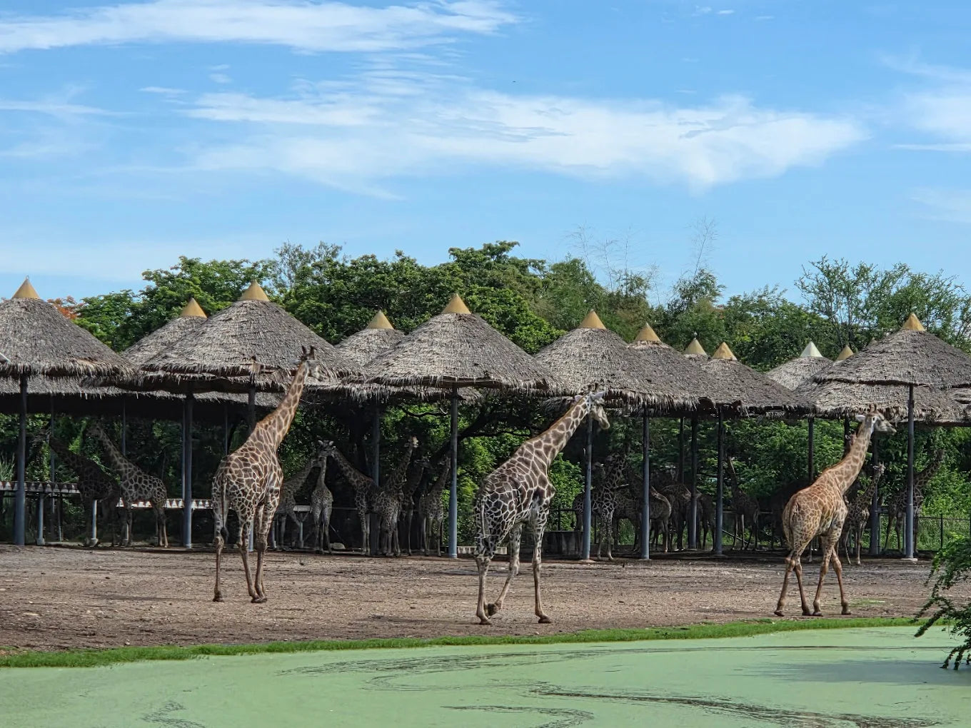ทัวร์รายวัน-ท่องอาณาจักรสัตว์ป่าและมื้อพิเศษที่แอนิมอลคาเฟ่ (All-Inclusive)