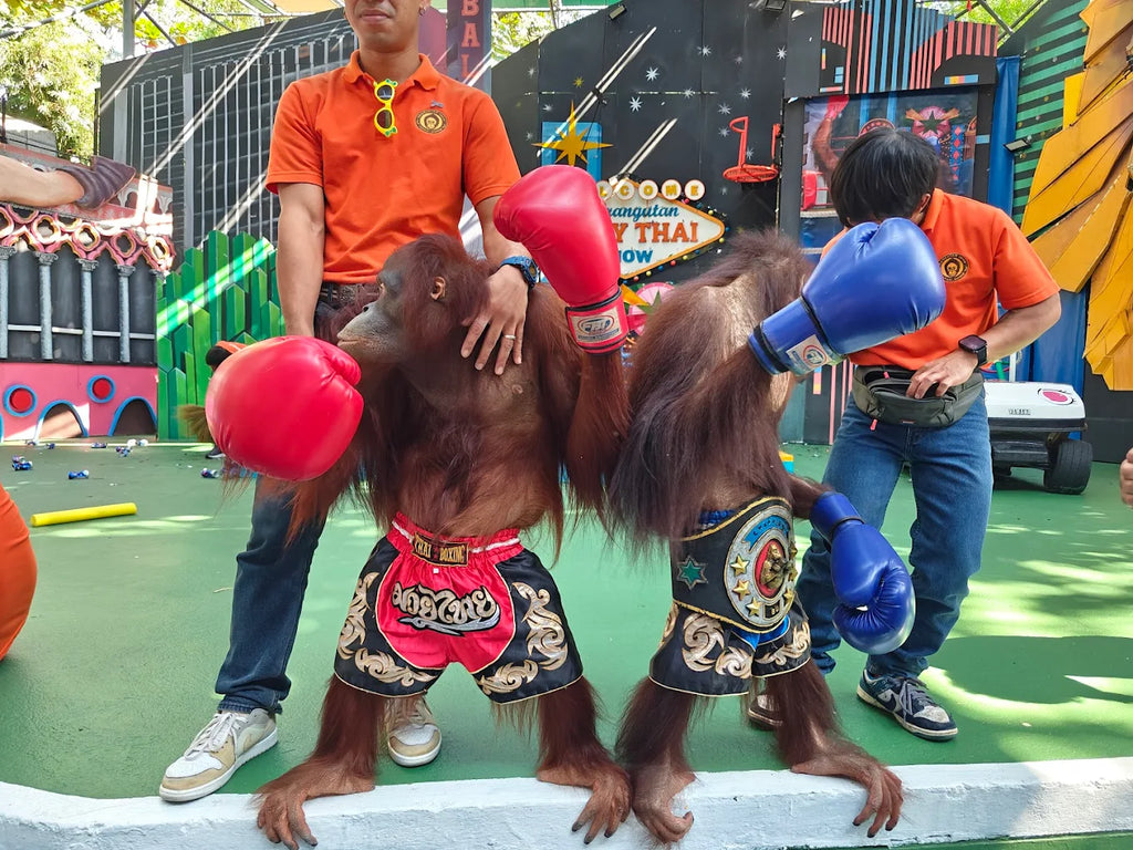 ทัวร์รายวัน-ท่องอาณาจักรสัตว์ป่าและมื้อพิเศษที่แอนิมอลคาเฟ่ (All-Inclusive)