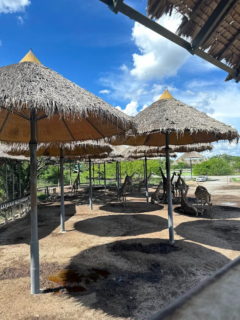 ทัวร์รายวัน-ท่องอาณาจักรสัตว์ป่าและมื้อพิเศษที่แอนิมอลคาเฟ่ (All-Inclusive)